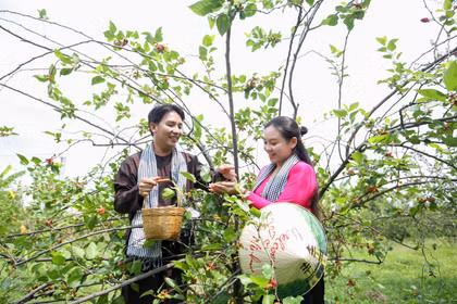 Phát triển du lịch trải nghiệm gắn với nông nghiệp và chuyển đổi số