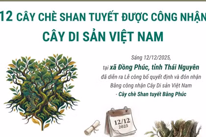 12 cây chè shan tuyết được công nhận là Cây Di sản Việt Nam