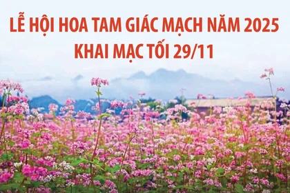 Lễ hội Hoa tam giác mạch năm 2025 khai mạc tối 29/11/2025