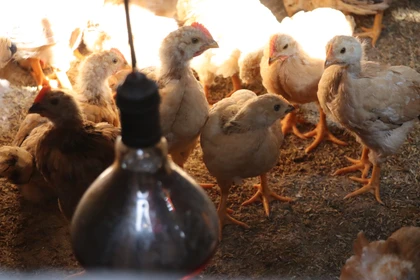 Nông dân Hà Tĩnh chủ động chống rét, giữ an toàn đàn gia súc