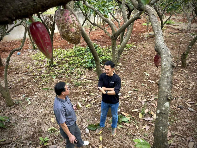 Nâng tầm giá trị ca cao Việt Nam - Bài cuối: Định hình trên bản đồ thế giới