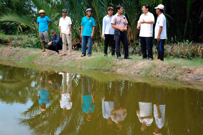 Hiệu quả từ mô hình sản xuất lúa - tôm trong vùng đồng bào Khmer ở vùng sâu Vĩnh Thuận (Kiên Giang) ảnh 4