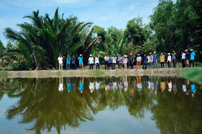 Hiệu quả từ mô hình sản xuất lúa - tôm trong vùng đồng bào Khmer ở vùng sâu Vĩnh Thuận (Kiên Giang) ảnh 3