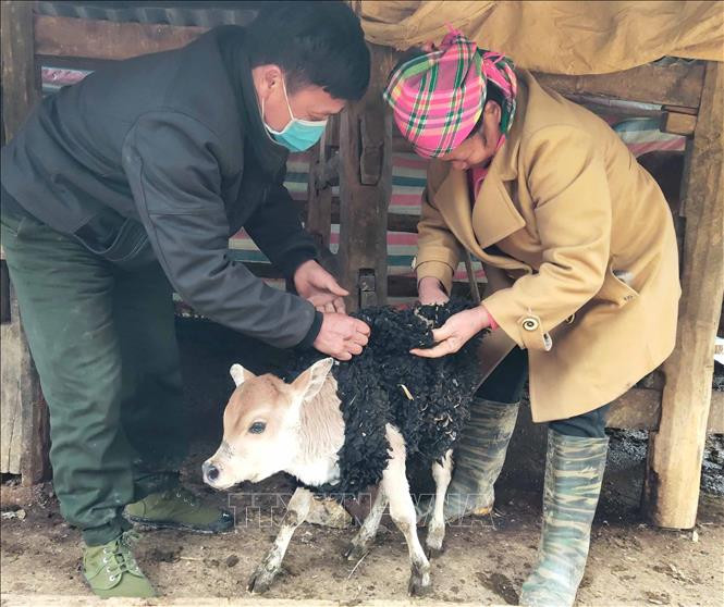 Người dân xóm Tân Thịnh, xã Vũ Minh, huyện Nguyên Bình mặc áo chống rét cho bò trong những ngày lạnh giá. Ảnh: Quốc Đạt - TTXVN Cao Bằng: Bảo vệ đàn gia súc trước thời tiết giá lạnh ảnh 2