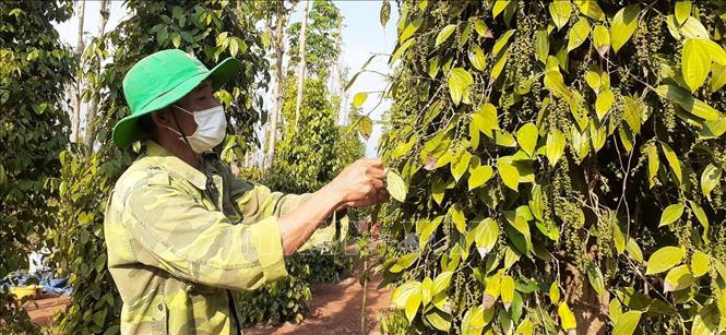 Nông dân xã Bình Gĩa, huyện Châu Đức thu hoạch vụ hồ tiêu. Ảnh: Hoàng Nhị - TTXVN Nhà vườn phấn khởi vì tiêu được giá ảnh 1