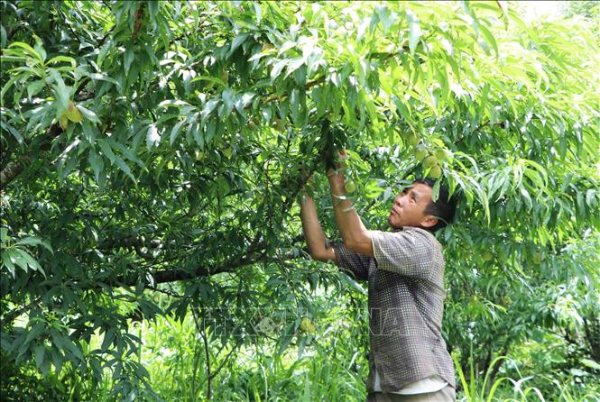 Gia đình ông Mùa A Sình, bản Hang É, xã biên giới Pa Vây Sử, huyện Phong Thổ (Lai Châu) trồng gần 200 cây đào, cây lê. Mỗi năm, tổng thu nhập của gia đình khoảng 60-70 triệu đồng. Ảnh: Đinh Thùy-TTXVN Đổi thay ở các xã biên giới Lai Châu ảnh 3
