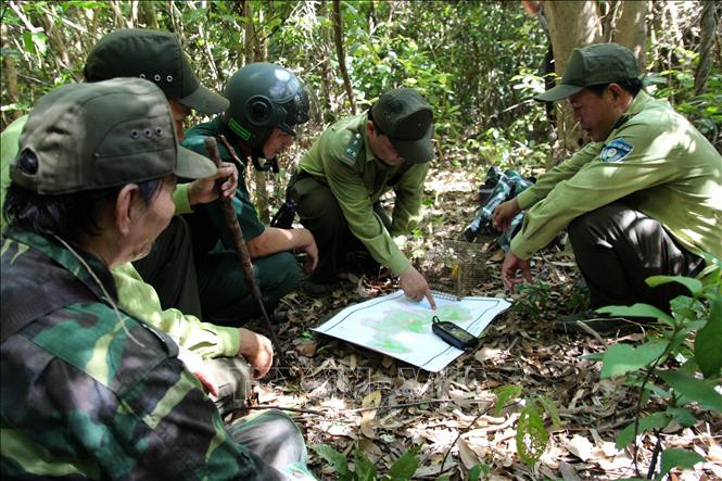 Đội tuần tra liên ngành Bảo vệ rừng, Phòng cháy chữa cháy rừng quận Sơn Trà xác định khu vực thường xuyên có bẫy thú. Ảnh: Quốc Dũng - TTXVN Theo chân “biệt đội phá bẫy”, cứu thú tại Khu bảo tồn thiên nhiên Sơn Trà ảnh 1