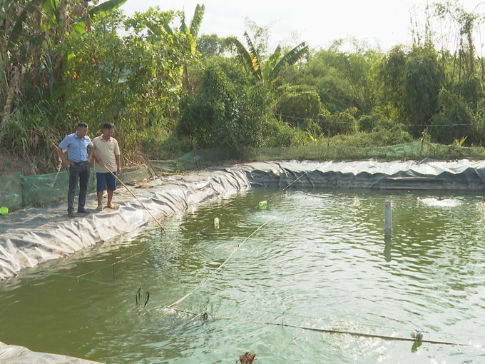 Mô hình nuôi cá lăng, cá chạch trao ao của anh Nguyễn Hoàng Anh Quốc ở xã Lộc Hiệp (huyện biên giới Lộc Ninh). Ảnh: K GỬIH -TTXVN Mô hình khởi nghiệp nuôi cá đặc sản cho thu nhập cao của anh Nguyễn Hoàng Anh Quốc ảnh 1