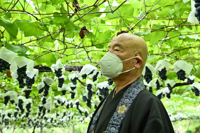 Nho được trồng trong chùa Daizenji ở Katsunuma, tỉnh Yamanashi, Nhật Bản. Ảnh: AFP/TTXVN Độc đáo "chùa nho" ở Nhật Bản ảnh 2