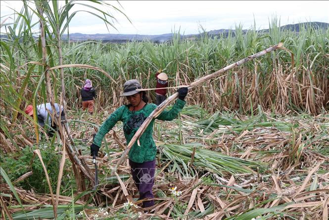 Nông dân vùng nguyên liệu mía tại Gia Lai phấn khởi vì năm nay giá mía có xu hướng tăng hơn 100 ngàn đồng/tấn so với năm ngoái. Ảnh: Hồng Điệp - TTXVN Giá mía nguyên liệu tại Gia Lai có xu hướng tăng ảnh 2