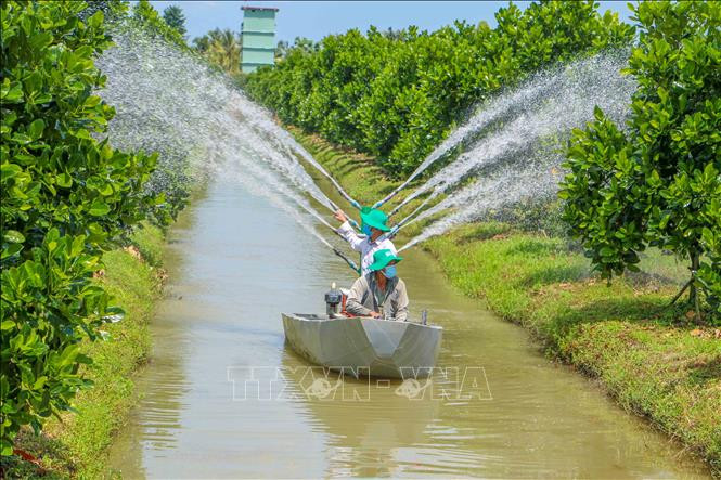 Nông dân xã Định Môn, huyện Thới Lai, TP Cần Thơ chăm sóc vườn mít được chuyển đổi từ đất lúa. Ảnh: Thanh Liêm - TTXVN Quả ngọt từ chuyển đất lúa kém hiệu quả sang trồng cây ăn trái ở Cần Thơ ảnh 1