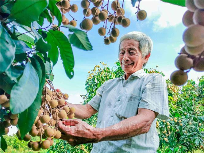 Vườn nhãn Ido của nông dân Hợp tác xã Đồng Tâm, xã Định Môn, huyện Thới Lai, TP Cần Thơ được chuyển đổi từ những diện tích lúa kém hiệu quả. Ảnh: Thanh Liêm - TTXVN Quả ngọt từ chuyển đất lúa kém hiệu quả sang trồng cây ăn trái ở Cần Thơ ảnh 3