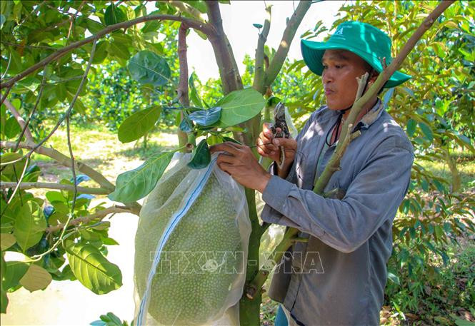 Vườn mít Thái gần 3 năm tuổi của gia đình anh Đào Huy Lực, xã Định Môn, huyện Thới Lai, TP Cần Thơ được chuyển đổi từ đất lúa kém hiệu quả. Ảnh: Thanh Liêm - TTXVN Quả ngọt từ chuyển đất lúa kém hiệu quả sang trồng cây ăn trái ở Cần Thơ ảnh 2