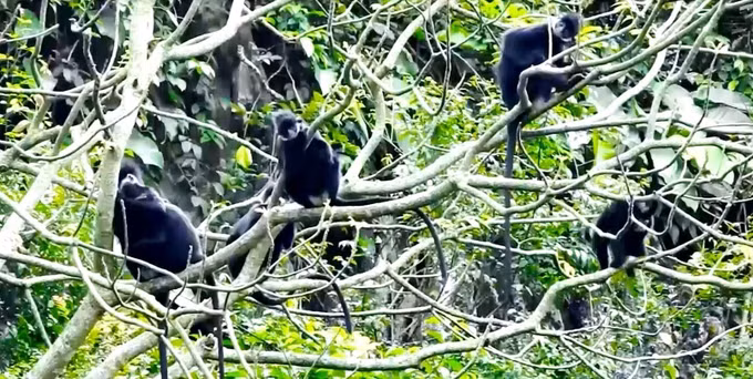 Bảo vệ vọoc gáy trắng trong khu vực quy hoạch rừng đặc dụng tại Quảng Bình ảnh 2