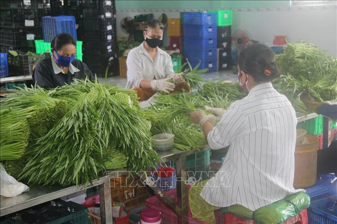 Các hợp tác xã rau an toàn ở Tiền Giang liên kết tiêu thụ nông sản cho nông dân. Trong ảnh: Sơ chế rau an toàn tại Hợp tác xã Rau an toàn Thạnh Hưng. Ảnh: Minh Trí-TTXVN Kết nối hợp tác xã tạo đà tiêu thụ nông sản ảnh 1