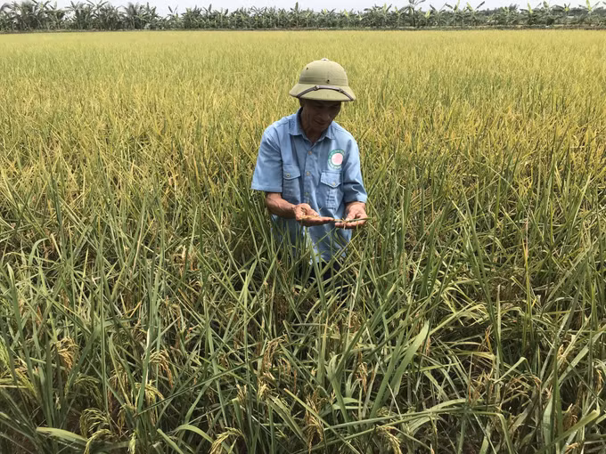 Gạo Bãi Rươi: sản phẩm sạch hữu cơ ở Tứ Kỳ Hải Dương ảnh 2