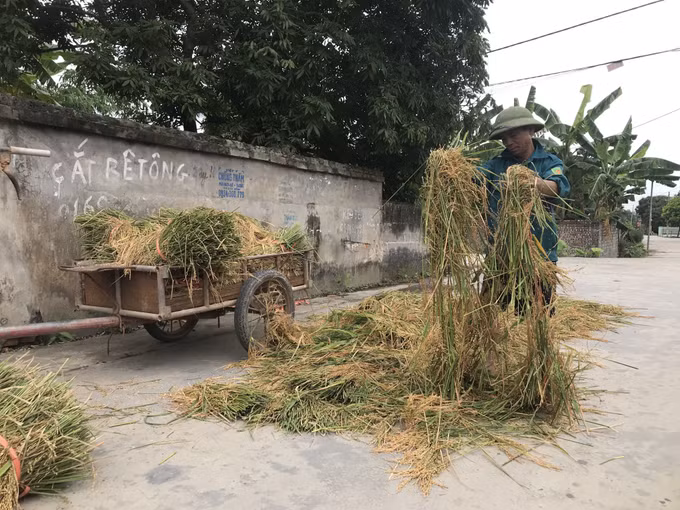 Gạo Bãi Rươi: sản phẩm sạch hữu cơ ở Tứ Kỳ Hải Dương ảnh 4