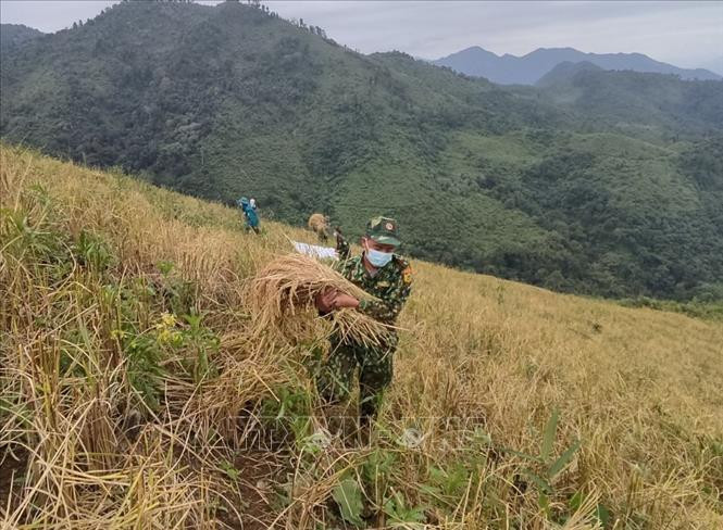 Bộ đội Biên phòng Điện Biên giúp dân vùng cách ly thu hoạch lúa nương. Ảnh: TTXVN Bộ đội Biên phòng Điện Biên giúp người dân trong vùng cách ly thu hoạch lúa nương ảnh 1