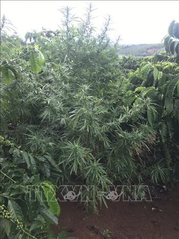 Cây cần sa trồng xen trong vườn cà phê. Ảnh: TTXVN Phát hiện vụ trồng cây cần sa xen trong rẫy cà phê ở Đắk Song ảnh 1