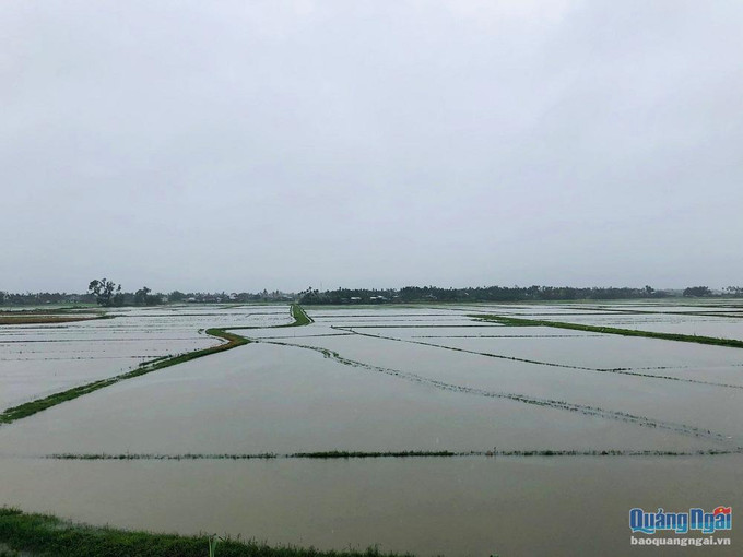 Nhiều cánh đồng lúa mới gieo sạ và đang nảy mầm trên địa bàn tỉnh ngập sâu trong nước mưa. Ảnh: baoquangngai.vn Quảng Ngãi: Mưa lớn trên diện rộng, nhiều xã ngập trong nước lũ ảnh 1