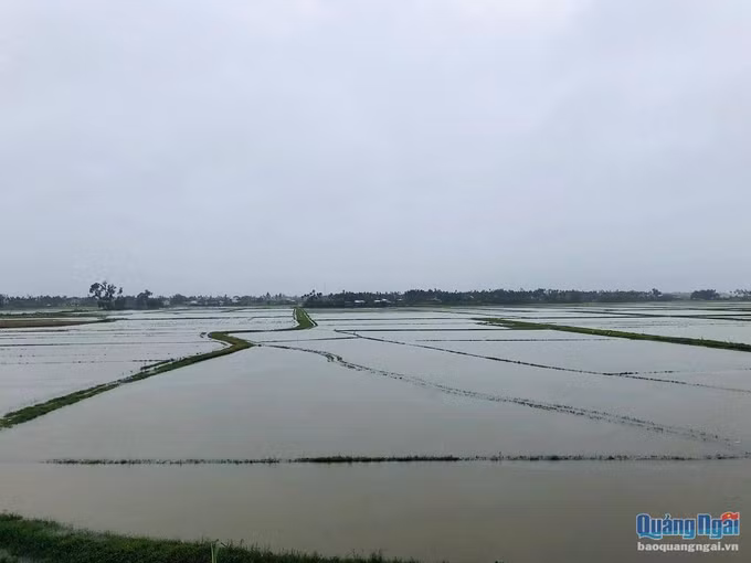 Quảng Ngãi: Mưa lớn trên diện rộng, nhiều xã ngập trong nước lũ ảnh 1