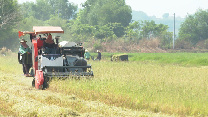 Người dân ở ấp Bồn Xăng, xã Lộc Quang dùng máy gặt liên hoàn thay cho gặt bằng tay như trước đây. Ảnh: TTXVN phát Cơ giới hóa giúp nông dân Bình Phước giảm chi phí đầu tư ảnh 1