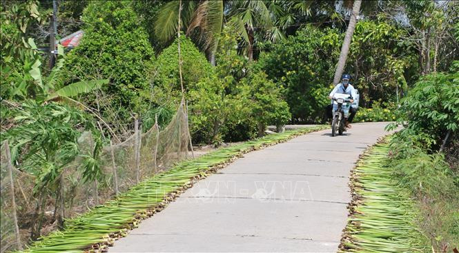 Phơi khô lục bình. Ảnh: Tuấn Kiệt – TTXVN Nghề đan lục bình giúp nông dân Bạc Liêu cải thiện cuộc sống ảnh 3