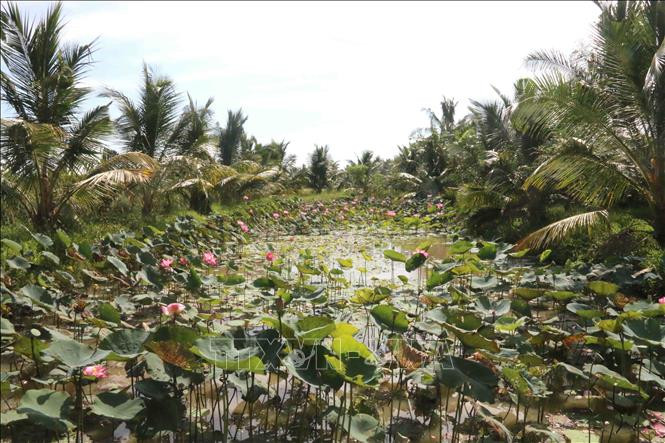 Vườn dừa 2 ha trồng lấy mật hoa dừa của Công ty TNHH Trà Vinh Farm (Sokfarm), huyện Tiểu Cần (Trà Vinh). Ảnh: Thanh Hòa - TTTXVN Trà Vinh nâng cấp chuỗi giá trị dừa giai đoạn 2022-2025 ảnh 1