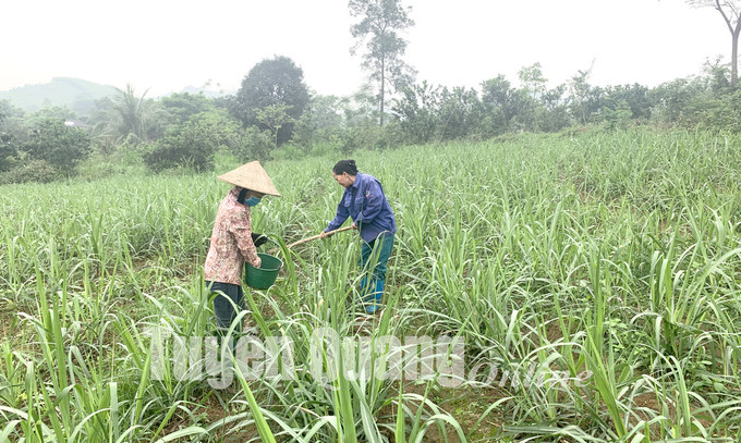 Người dân xã Bình Xa, huyện Hàm Yên( Tuyên Quang) chăm sóc mía giống. Ảnh: baotuyenquang.com.vn Tuyên Quang duy trì ổn định, mở rộng vùng mía nguyên liệu ảnh 1