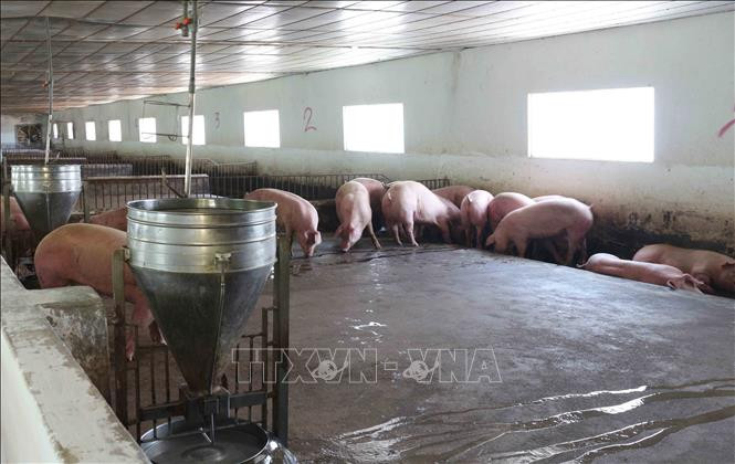 Đàn lợn sống về tại khu cách ly kiểm dịch tại xóm 3, xã Nghĩa Đức, huyện Nghĩa Đàn, tỉnh Nghệ An. Ảnh: Nguyễn Oanh-TTXVN Lô hàng 500 con lợn sống đầu tiên nhập từ Thái Lan đã về đến Nghệ An ảnh 2