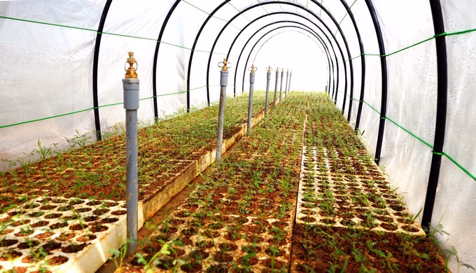 Quảng Trị hướng tới trở thành trung tâm vùng nguyên liệu gỗ khu vực miền Trung ảnh 3