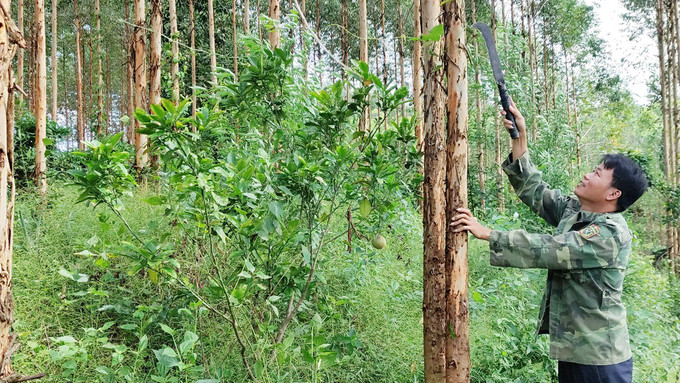 Anh Trạc Văn Vinh, Bí thư Chi bộ, người có uy tín ở thôn Vĩnh Ninh, xã Lục Sơn, huyện Lục Nam (Bắc Giang) chăm sóc vườn bạch đàn của gia đình. Ảnh: baobacgiang.com.vn Bắc Giang phát huy vai trò người có uy tín trong đồng bào dân tộc thiểu số ảnh 1