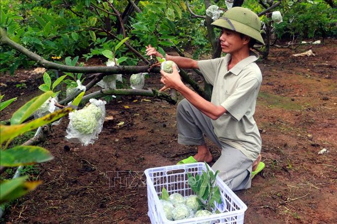 Người dân thôn An Hồng, xã An Sinh, thị xã Đông Triều (tỉnh Quảng Ninh) thu hoạch na. Ảnh: Đức Hiếu-TTXVN Na trái vụ được giá mang lại hiệu quả cao ảnh 3