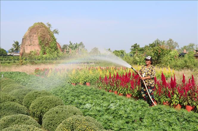 Chăm sóc hoa phục vụ tết Nhâm Dần. Ảnh: Huỳnh Phúc Hậu - TTXVN Hoa, cây cảnh phục vụ Tết ở Bến Tre hút hàng ảnh 3