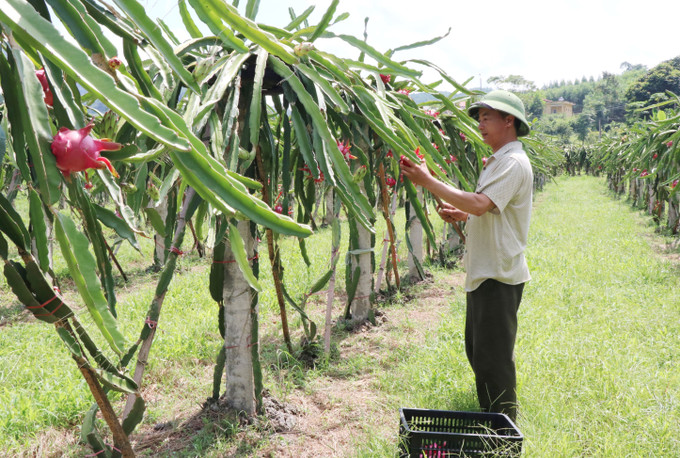 Mô hình trồng cây thanh long ruột đỏ tại thôn Hợp Nhất, xã Tràng Xá, Võ Nhai đem lại hiệu quả kinh tế cao. Ảnh: Hoàng Nguyên – TTXVN Huyện vùng cao Võ Nhai dồn lực để giảm 3% số hộ nghèo ảnh 6