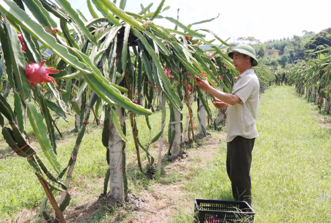 Huyện vùng cao Võ Nhai dồn lực để giảm 3% số hộ nghèo ảnh 6