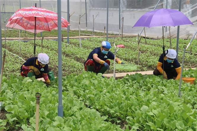 Chăm sóc rau màu ở xã Tân Đông, huyện Gò Công Đông (Tiền Giang). Ảnh: Minh Trí - TTXVN Hợp tác xã nông nghiệp – thủy sản tại Tiền Giang đổi mới hoạt động hiệu quả ảnh 2