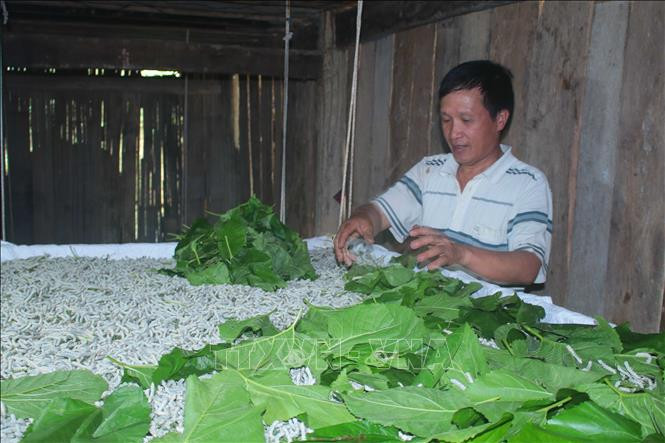 Mô hình trồng dâu nuôi tằm của một hộ dân xóm Nà Lùng, xã Cô Ba, huyện Bảo Lạc, tỉnh Cao Bằng. Ảnh: Chu Hiệu - TTXVN Đổi thay từ trồng dâu nuôi tằm ở Cao Bằng ảnh 2