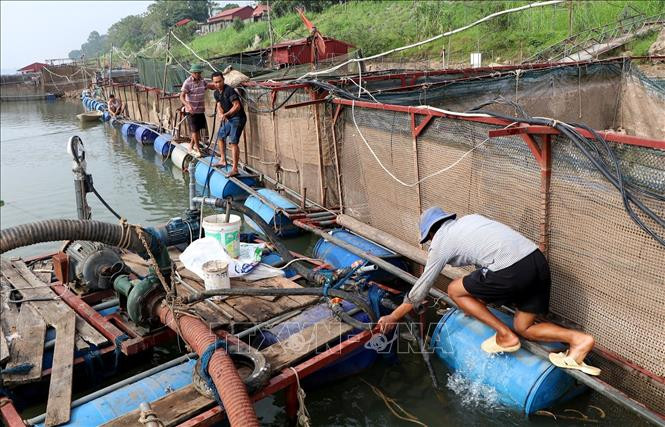 Người nuôi cá dùng máy để hút cát quanh lồng cá để khắc phục tình trạng cát xô bồi vào khu vực nuôi cá. Ảnh: Trung Kiên - TTXVN. Nước cạn, nghề nuôi cá lồng trên sông Đà gặp khó ảnh 11