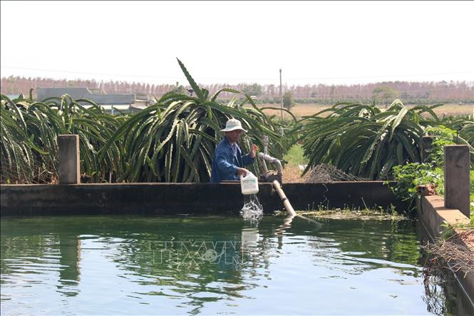 Người dân xã Tiến Thành, thành phố Phan Thiết, tích trữ nước trong ao được lót bạt bên dưới, miệng ao được xây thành xi măng để đảm bảo an toàn. Ảnh: Nguyễn Thanh - TTXVN Nông dân Bình Thuận đào ao, xây bể tích trữ nước để ứng phó với hạn hán ảnh 1