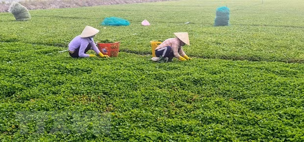 Bạc Liêu: Nhân rộng mô hình tạo sinh kế cho người nghèo ảnh 2