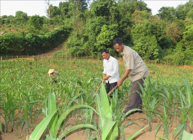 Người dân bản Phiêng Trai, xã Hát Lót, huyện Mai Sơn chăm sóc cây ngô. Ảnh: Hữu Quyết - TTXVN Sáp nhập thôn bản góp phần tinh gọn bộ máy cơ sở ở Sơn La ảnh 4
