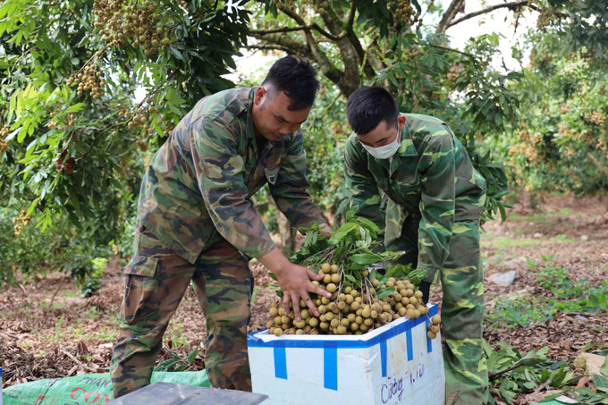 Người dân tại huyện Yên Châu thu hoạch nhãn. Ảnh: Hữu Quyết - TTXVN Tìm đầu ra cho quả nhãn Sơn La ảnh 2