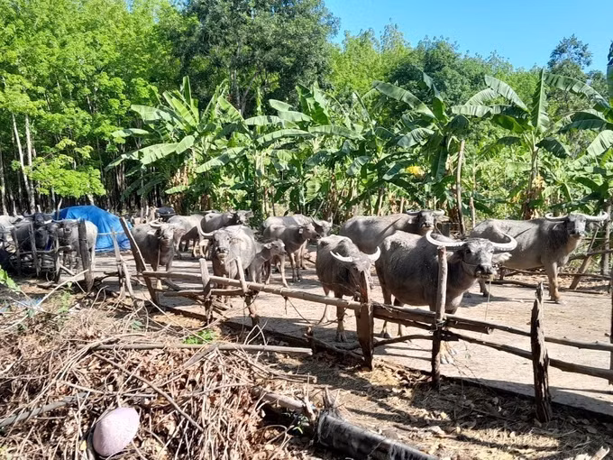 Đổi thay nông thôn mới vùng biên Bình Phước ảnh 2