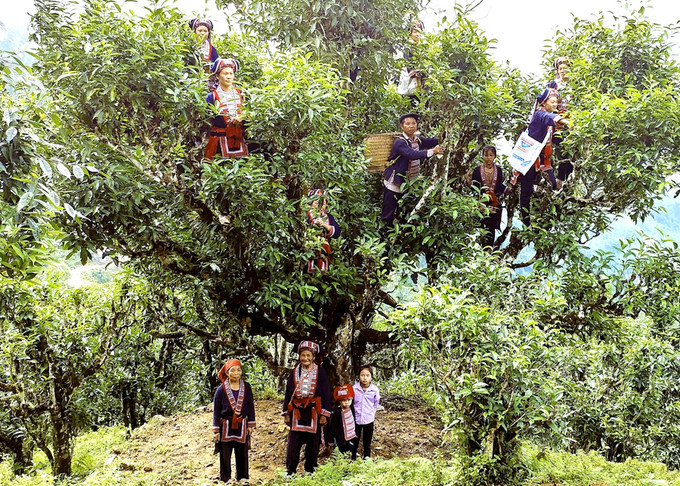 Người dân xã Thông Nguyên, huyện Hoàng Su Phì (Hà Giang) thu hái chè Shan tuyết. Ảnh: baohagiang.vn Phát triển bền vững cây chè và thương hiệu sản phẩm chè Hoàng Su Phì ảnh 1