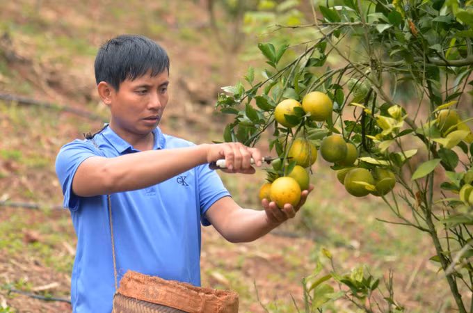 Hiệu quả Quỹ hỗ trợ nông dân tỉnh Sơn La ảnh 5