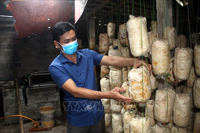 Anh Lê Văn Thành, xã Thọ Thế, huyện Triệu Sơn, tỉnh Thanh Hóa, đã thực hiện thành công mô hình trồng nấm an toàn cho thu nhập 200-250 triệu/năm. Ảnh: Nguyễn Nam-TTXVN Mô hình trồng nấm an toàn cho hiệu quả kinh tế cao của anh Lê Văn Thành ảnh 1