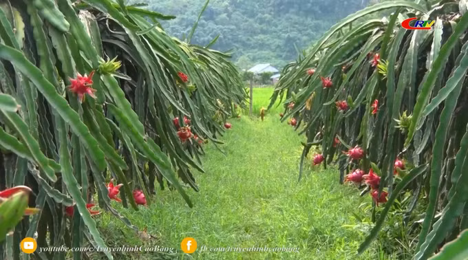 Cao Bằng xây dựng chuỗi liên kết sản xuất, tiêu thụ sản phẩm trái cây ảnh 1