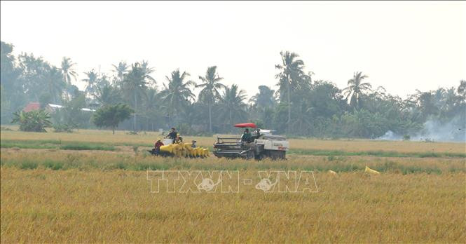 Nông dân thu hoạch lúa trên đất tôm - lúa. Ảnh: Tuấn Kiệt – TTXVN Sản xuất tôm – lúa được mùa, được giá ở Bạc Liêu ảnh 2