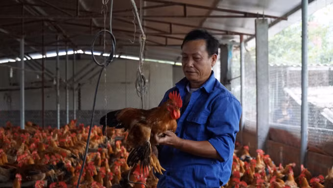 Mô hình phát triển bền vững trong chăn nuôi gia cầm ở Hải Phòng ảnh 1